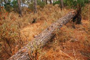 Du bois a été volé dans le bois de la Princesse et le bois des sources du Peugue