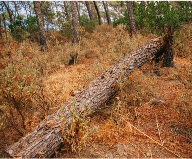 Du bois a été volé dans le bois de la Princesse et le bois des sources du Peugue