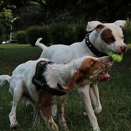 2 chiens en train de jouer