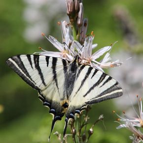 papillon noir et blanc 