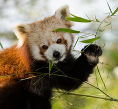 panda roux - Agrandir l'image, .JPG 308,7 Ko (fenêtre modale)