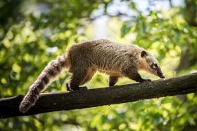 Animal sur une branche du zoo de Pessac