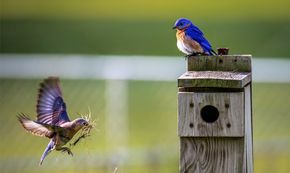 Oiseaux près d'un nichoir