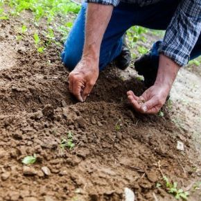 jardinier plantant des graines