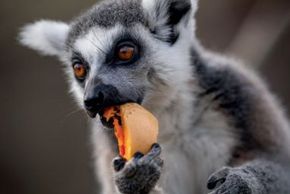 Lémurien du zoo de Bordeaux-Pessac