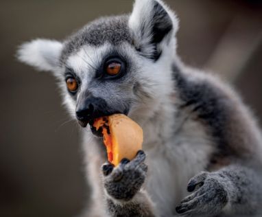 Lémurien du zoo de Bordeaux-Pessac