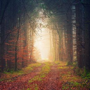 Dans la forêt profonde